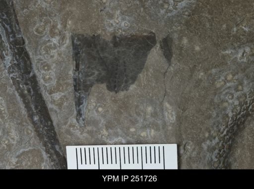 Eurypterus sp.