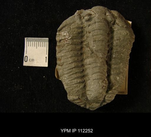 Calymene blumenbachi