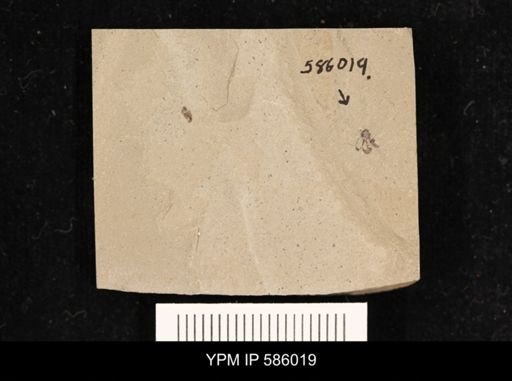 undet. Coleoptera