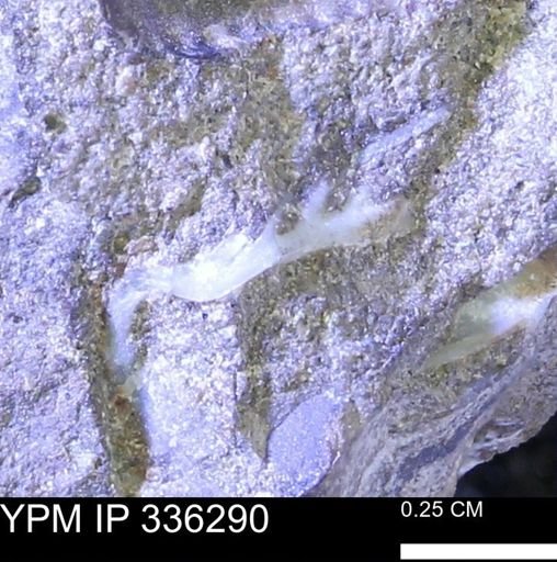 undet. Mollusca