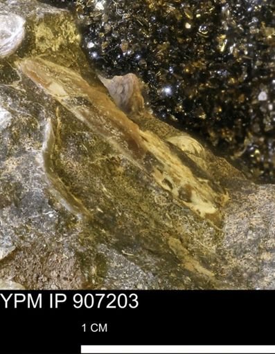 undet. Mollusca