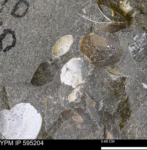 Protocardia sp.