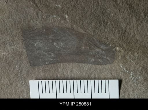 Eurypterida