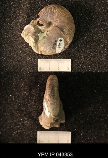 Hoploscaphites nicolletii