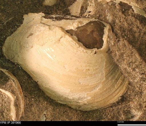 Protocardia?