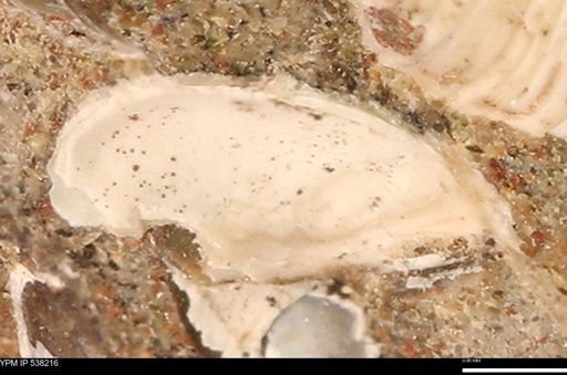 Corbulamella gregaria