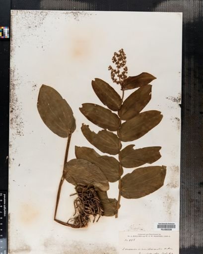 Maianthemum