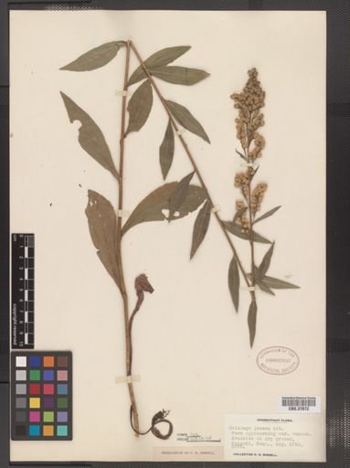 Solidago juncea