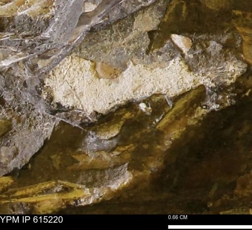 undet. Mollusca