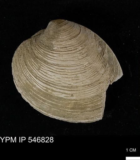 Venus mercenaria antiqua