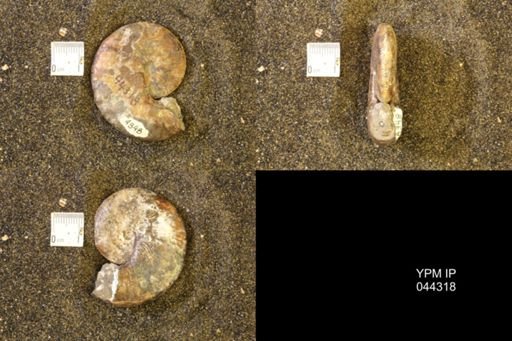 Hoploscaphites comprimus