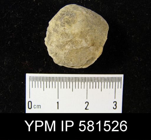 Schizophoria impressa