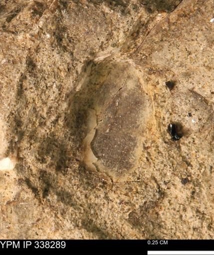 Protocardia subquadrata