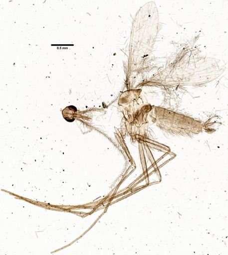Sergentomyia meilloni