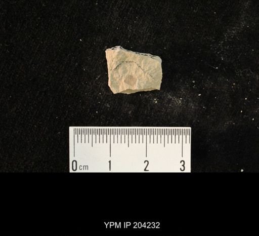 undet. Hexapoda