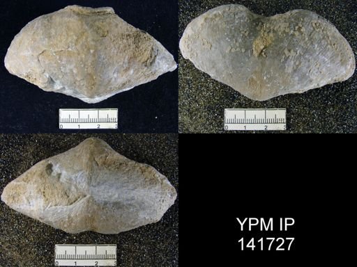 Spirifer (Neospirifer) musakheylensis