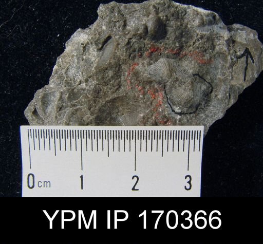 Aporthophyla sp.