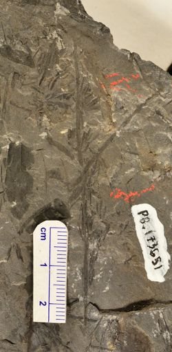 Asterophyllites sp.