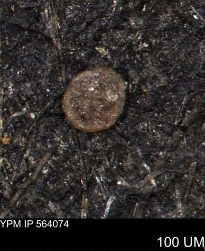 Alveolophragmium linki