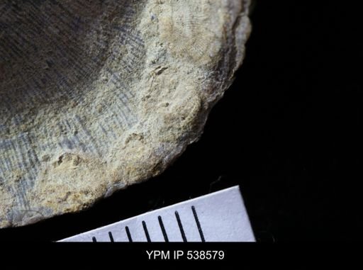Schizocrania?