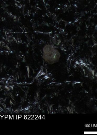 undet. Foraminiferida