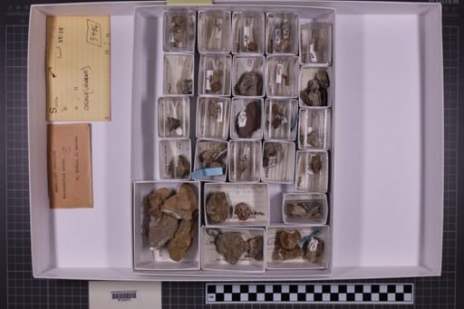 mixed taxa, stratigraphic collection