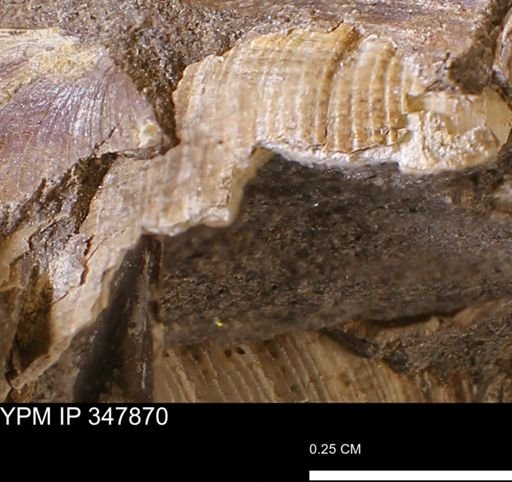 undet. Bivalvia