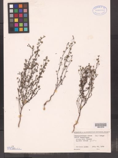 Chaenorhinum minus