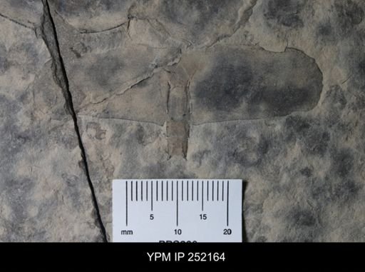 Eurypterus sp.