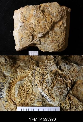 undet. Stelleroidea
