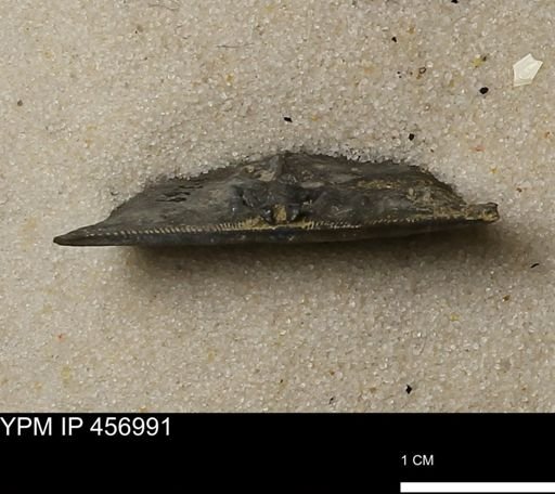 Stropheodonta sp.