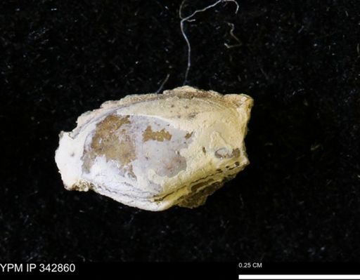 Nuculana sp.
