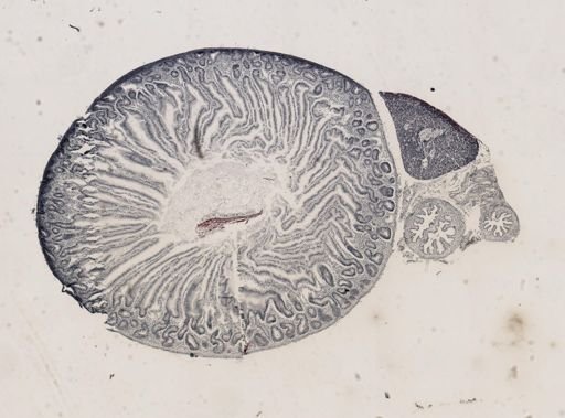 Isospora lacazei