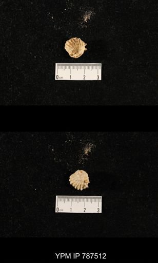 undet. Brachiopoda
