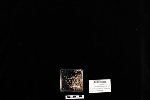 Shinisaurus crocodilurus