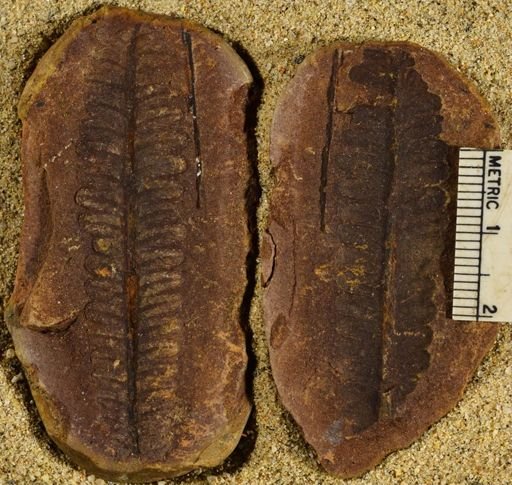 Pecopteris