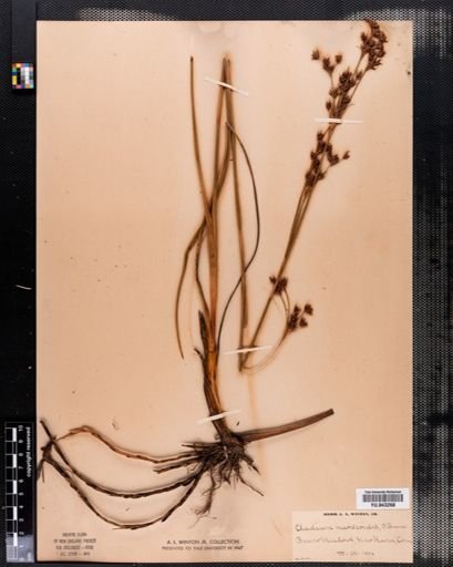 Cladium mariscoides