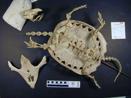 Chelydra serpentina