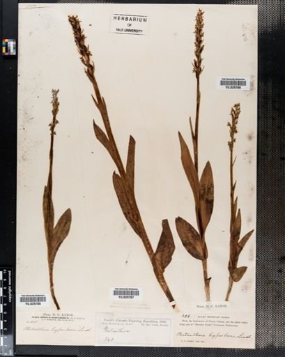 Habenaria