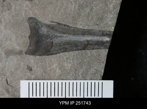 Eurypterus sp.