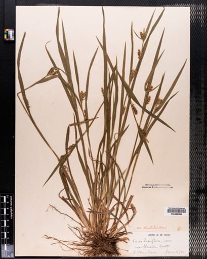 Carex laxiflora