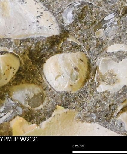 Corbulamella sp.