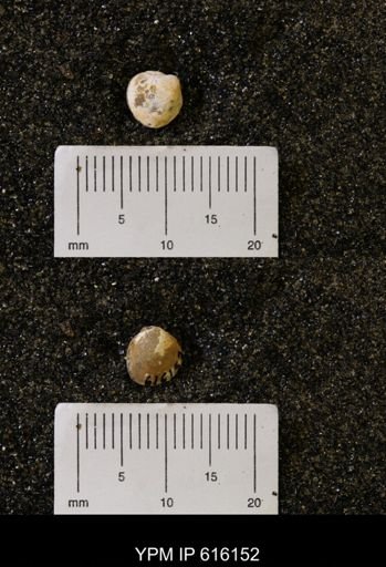 Protocardia subquadrata