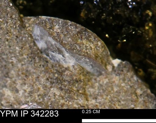 undet. Mollusca