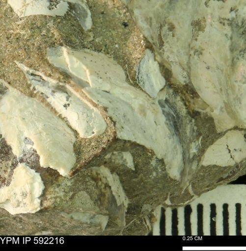 undet. Bivalvia