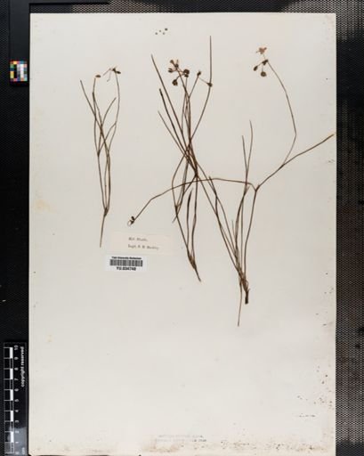 Tradescantia