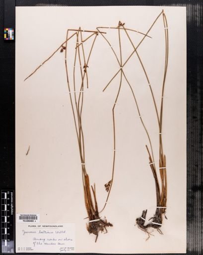 Juncus balticus