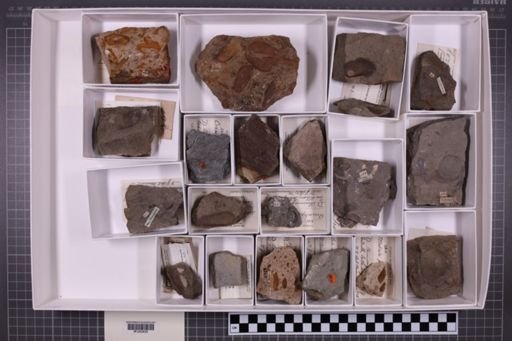 mixed taxa, stratigraphic collection