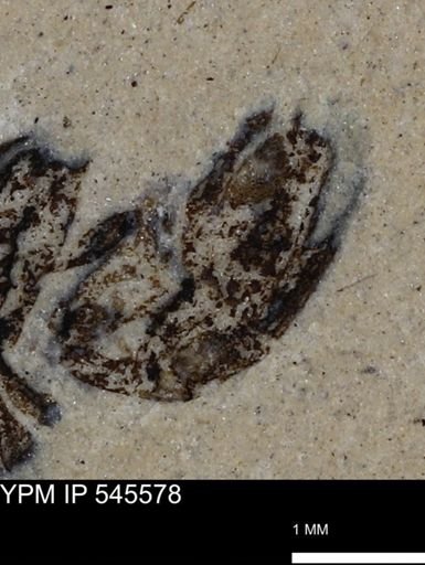 undet. Coleoptera