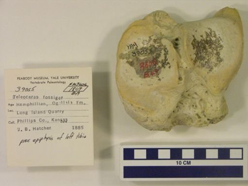 Teleoceras fossiger